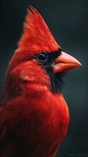 The world's most iconic red bird: the Cardinal #nature #animals #funfacts