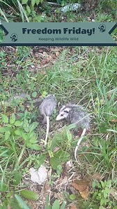 Happy Freedom Friday!! Watch as these two opossums make their way back into the wild! Great job to our staff and volunteers for making this possible. #FloridaWildlifeHospital #FreedomFriday #VirginiaOpossum #opossum #floridawildlife #RescueRehabRelease #KeepingWildlifeWild | Florida Wildlife Hospital