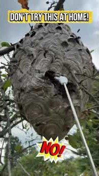 DAY IN THE LIFE: Hornet & Wasp Nest Removal in Ann Arbor
