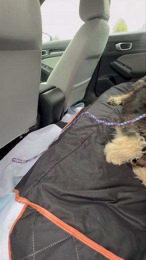 A pregnant doodle in a Carolina shelter who we thought had two more weeks before giving birth. Two dedicated transporters working to get her to safety today. And then this happens. In the car! Life is never dull in the Poodle rescue world. Welcome Zaire and your new family to Carolina Poodle Rescue. We are glad you’re here. | Carolina Poodle Rescue