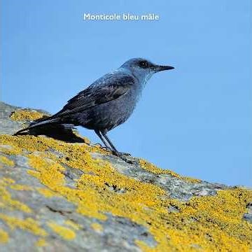 LE CHANT DU MONTICOLE BLEU