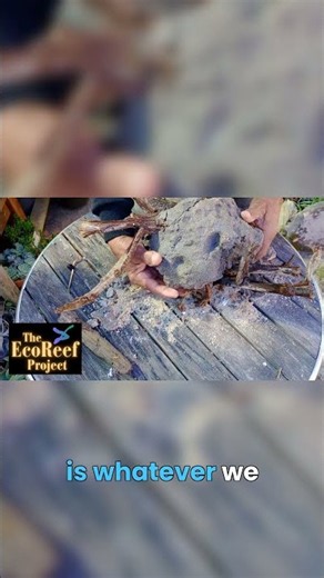 Protecting Marine Life But EcoReef Safety First!