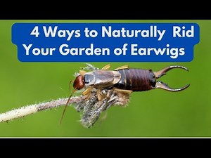 4 Ways to Naturally Rid Your Garden of Earwigs