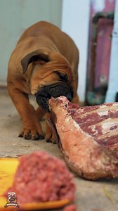 Feeding raw from an early age helps puppies develop strong jaws, cleaner teeth, and a healthier digestive system. With pure confidence and unwavering focus, this pup is taking charge of this huge raw meat all by himself. Letting them enjoy raw food young also nurtures their natural chewing instincts, promoting patience and focus during mealtime. 🥩🐶🎯 #tuesday #happytuesday #tuesdays #tuesdayvibes #tuesdaymotivation #tuesdaymood #feature #mastiff #dogs #boerboel #boerboelsofinstagram #southafri