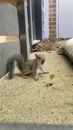 Baby squirrel crying for mommy 🥺☺️🥰🐿 #animals #babyanimals #cute #squirrel