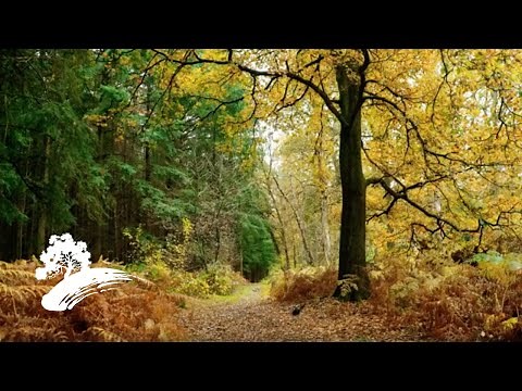 Jack Jezzro - Beatles on Guitar [Fall Visualizer]