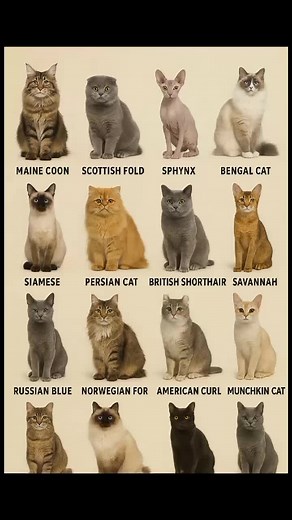 Discover the Adorable Scottish Fold Cat Breed
