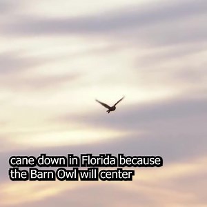 3.7K reactions · 420 shares | Did you know that a family of Barn Owls...