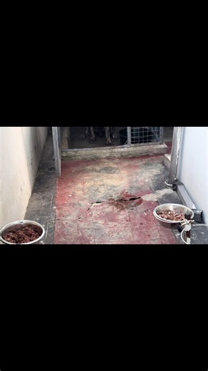 Building a Positive Routine for Dogs