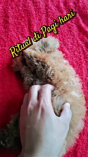 Ritual di Pagi Hari Lilo #Lilo #Poodle #Toypoodle