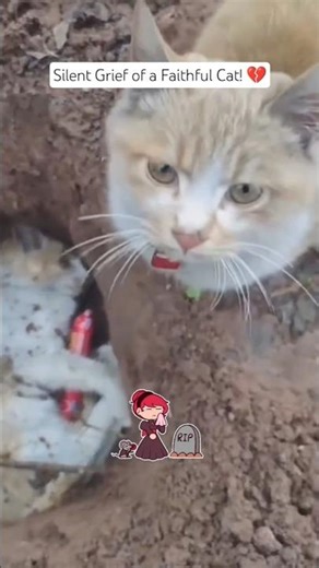 Cat mourning death of partner 😭 | Silent grief of a faithful cat #cryingcat #viral #shorts