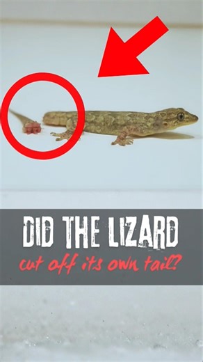 Top 3 Animals That Can Regrow Body Parts