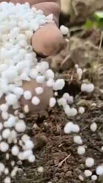 how urea fertilizer is absorbed into the soil and taken up by plants