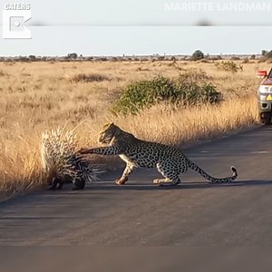 509K views · 4.3K reactions | 8 incredible animal encounters caught on camera!  | Caters News | Facebook