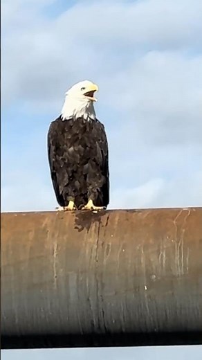 What Bald Eagles Really Sound Like | Southeast Alaska #baldeagle #alaska #wildlife