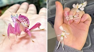 Orchid Mantis 🌸 Do NOT Touch This Flower! A living flower, or a predator in disguise? Witness the orchid mantis, a creature of breathtaking beauty and deadly precision. Its form mimics the delicate petals of an orchid, a masterclass in camouflage. #orquidmantis #mantis #prayingmantis #insects #insectsofinstagram | 1 Minute Animals