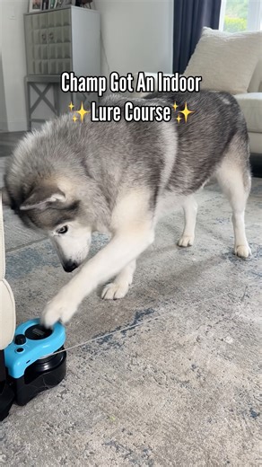 I got Champ and indoor lure course. It's really a cat toy and its his favorite one yet. #dog #huskies #husky #lurecoursing #funnydogs #dogfun | The Half Husky Bros