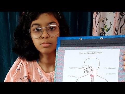 LED model of Human Digestive model