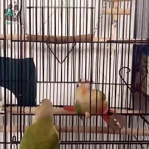 These pets are master escape artists 😂😂😂 | Animal Antics