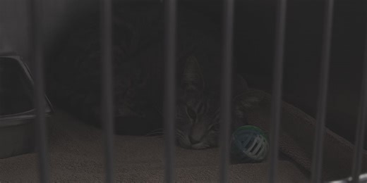 “We were just happy to be able to return the favor”: Central Nebraska Humane Society takes in cats from Lincoln shelter