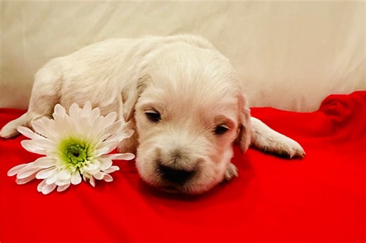 Veronica - English Golden Retriever Puppy 045117