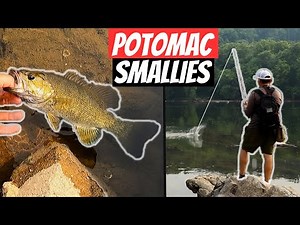 Potomac River Smallmouth Fishing from the Bank!