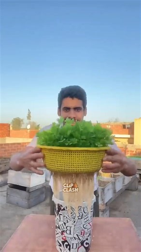 No Need To Buy Coriander