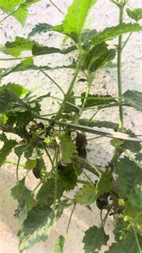 stinging neetle harvesting #forageharvest #satisfying #plants #gardening