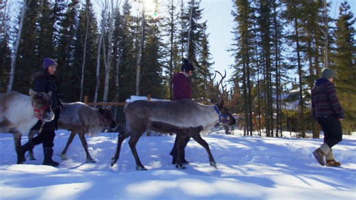 Chase the Aurora, bask in the midnight sun or just get closer to nature. Plan your next adventure to Explore Fairbanks Alaska here: rebrand.ly/explorefairbanks | Alaska Magazine