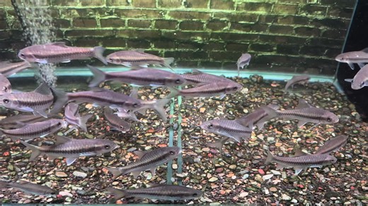 清水河保山藍吉羅 本人私藏採集點 鱗片的比例都是比較大間距立體是十分舒服的 10-15cm新手入手好選擇#保山藍吉羅 #藍吉羅#mahseer #neolissochilusbaoshanensis #bluemahseer