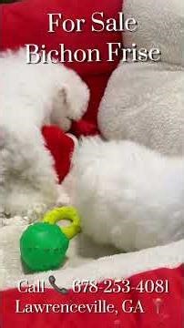 Bichon Frise Puppies For Sale