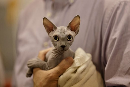 31 Ugly Cats That Are Still Super Cute