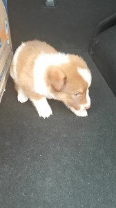 Border Collie Macho Border. Adopta!! 5515113327 #lacasadelperrito #centrodeadopcion #refugiodeperritos🦮🐕😍 | La Casa Del Perrito - Centro De Adopcion Canino