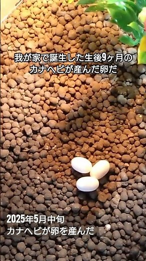 2025年5月中旬、カナヘビが産卵と卵の育て場所。#カナヘビ #かなへび #ニホンカナヘビ #爬虫類 #とかげ生態観察