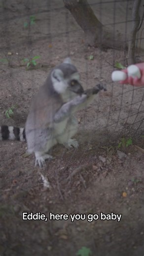 I love being a zookeeper! Come see what we do every day 😊 #zookeeper #zooowner #boss #foryoupage #FYP #exoticanimals #youngentrepreneur #northernmichigan #animalsoftiktok #Isabella&Friends #hyenas #baboons