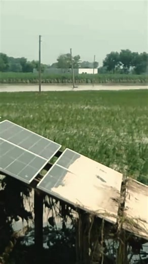 Explore the Charming Life of Mallard Ducks