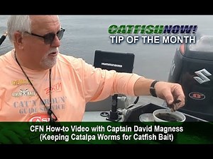 CFN How-to Video with Captain David Magness—Keeping Catalpa Worms for Catfish Bait
