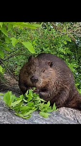 Here is a quick and fun video of a beaver munching on a small branch. I love the sound of him chomping away. Some people say it, reminds them of the sound old typewriter used to make. Be sure to follow my page for daily beaver photos, and videos. #wildlifephotography #beavers #beaver | Mike’s photos and videos of beavers