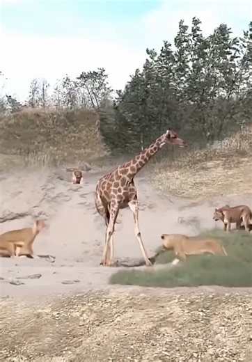 Giraffe gets attacked by a group of lionesses | Igreja Presbiteriana de Taquaritinga