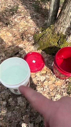 A quick Monday maple sap collection! #maplesyrup #scenicfirewood
