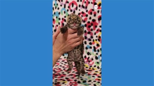 Nashville Zoo welcomes rare clouded leopard cub