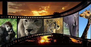 ROX Player, Media Player พร้อมฟังก์ชั่นการสตรีม | ITIGIC