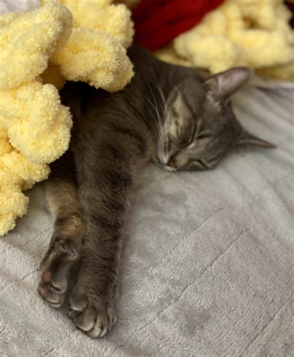 Sleepy kitty approved! 🥹 This popcorn bucket blanket is so soft and cozy! She climbed right in and made herself at home. 🥰 #crochet #sleepycat #popcorn #cat
