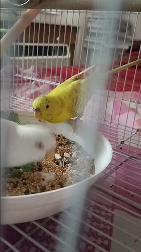 🐦🧿#birds #mylittlebudgies #cutebirds #lovebirds #song#viralsong# viral #music