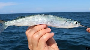 410K views · 4.4K reactions | How To Catch LIVE BAIT Whenever You Want! I show you how to catch Live ballyhoo and speedos in the Florida Keys with the Ballyhoop. :) | Darcizzle Offshore | Facebook