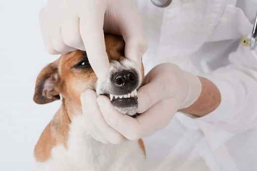 My Dog Ate Dental Floss - Should I be worried?