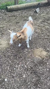 Jasper and Emmett meet Edward and Jacob! Katie Van Slyke | Becca Miller