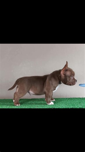 Perfect Micro American Bully 🇺🇸 #AmericanBully #BlutifulBuiltKennels #exoticbully #fypシ゚viral #bullylove