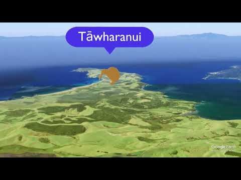 Protecting Kiwi Across the Forest Bridge: Mataia, Mt Tamahunga & Tāwharanui