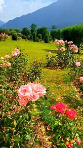 16K views · 514 reactions | Phoolon Ki Taaralah Pahalgam Park Stunning View #pahalgam #Kashmir | Pahadi Explorer | Facebook